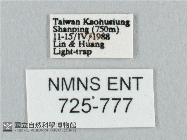 鉛斑帶鉤蛾藏品圖，第3張