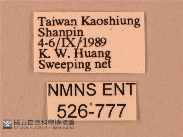 波紋豆天蛾藏品圖，第3張