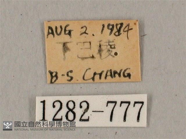 廣東鷹翅天蛾藏品圖，第3張