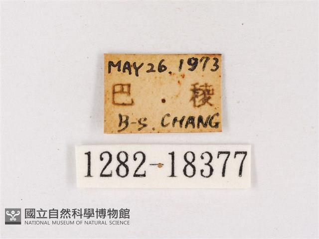 閃灰蝶藏品圖，第3張