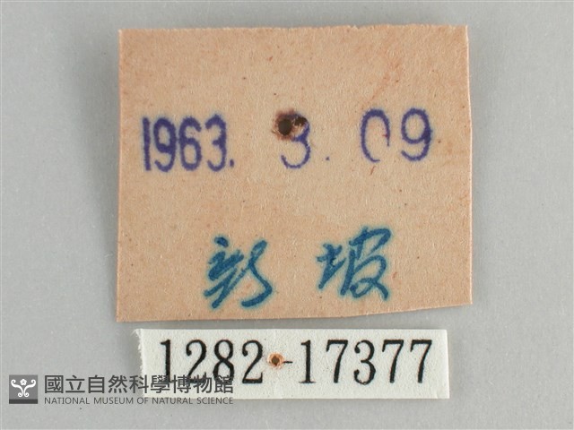 青眼蛺蝶、孔雀青蛺蝶藏品圖，第3張