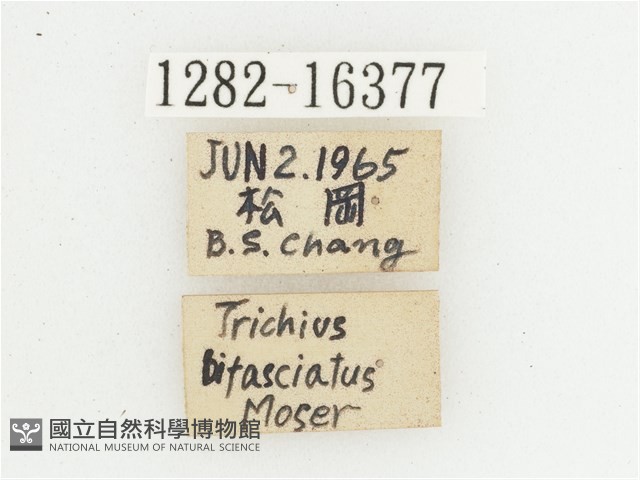 黃肩長腳花金龜藏品圖，第2張