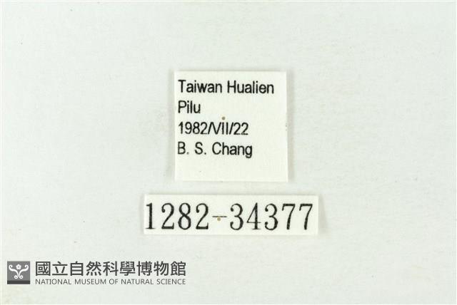 漣紋青灰蝶藏品圖，第3張