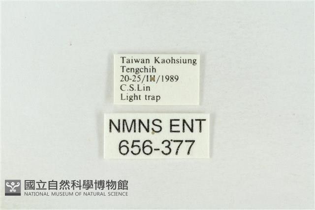 連珠波紋蛾藏品圖，第3張