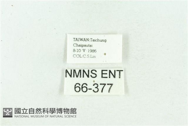 菊池污燈蛾藏品圖，第3張