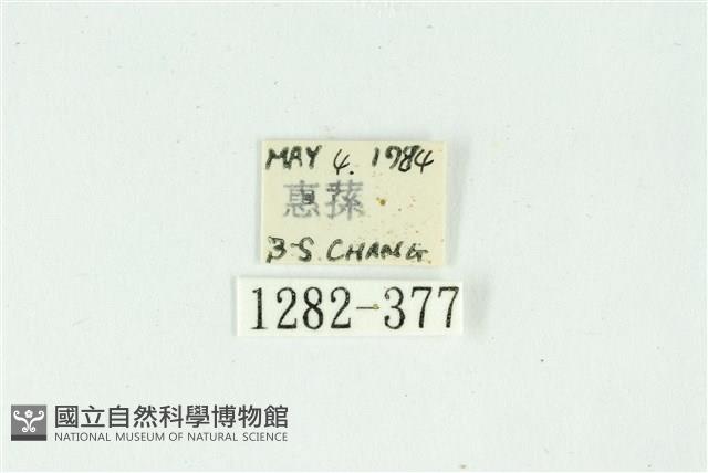 白斑散紋夜蛾藏品圖，第3張