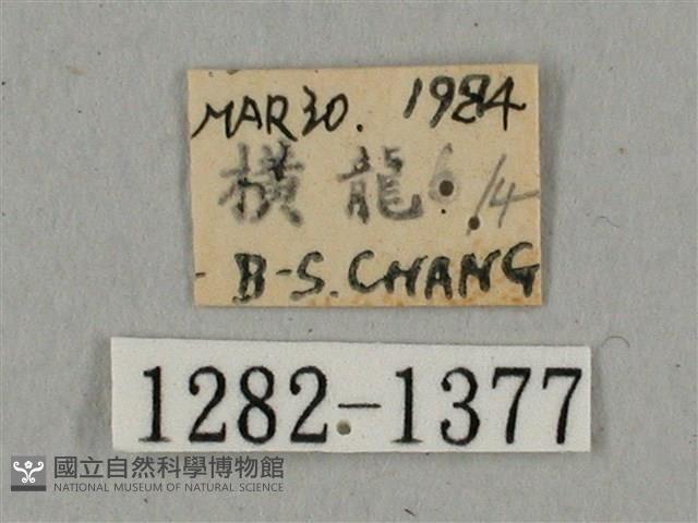 廣東鷹翅天蛾藏品圖，第3張