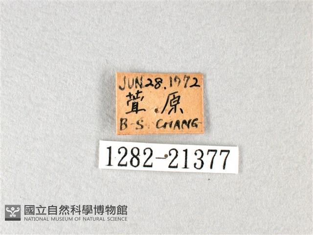 白弄蝶藏品圖，第3張