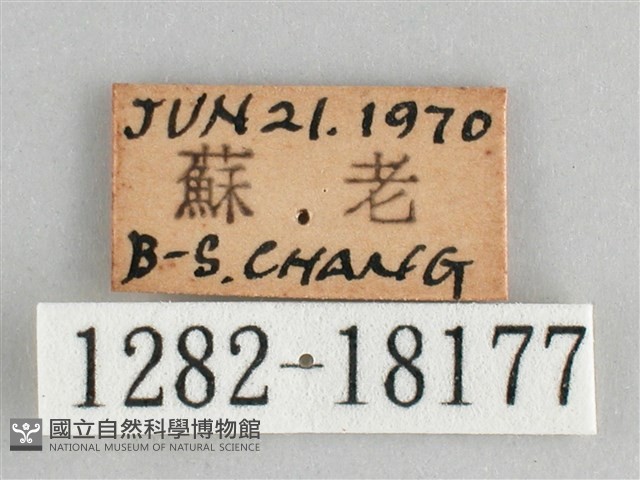 細帶環蛺蝶藏品圖，第3張