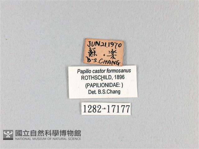 無尾白紋鳳蝶藏品圖，第3張