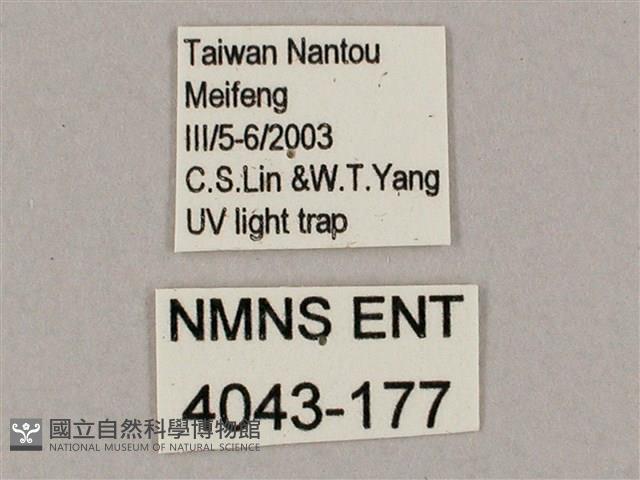 井上氏絨毛天蛾藏品圖，第3張