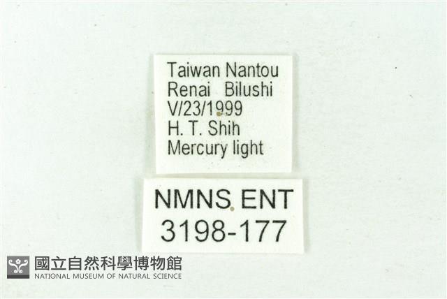 赭新污燈蛾藏品圖，第3張