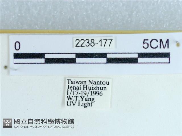 粉蝶燈蛾藏品圖，第3張