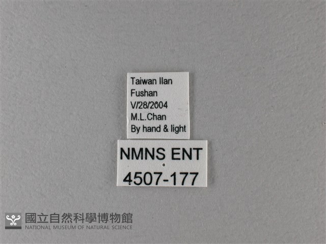 大絹斑蝶藏品圖，第3張