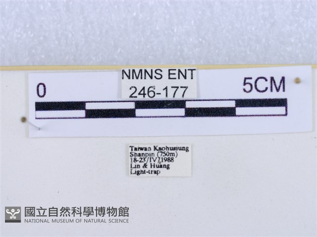 閃光苔蛾藏品圖，第3張