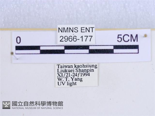 閃光苔蛾藏品圖，第3張