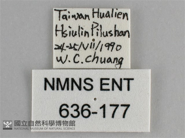 大幽眼蝶藏品圖，第3張