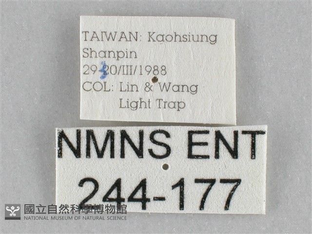 橙擬燈蛾藏品圖，第3張