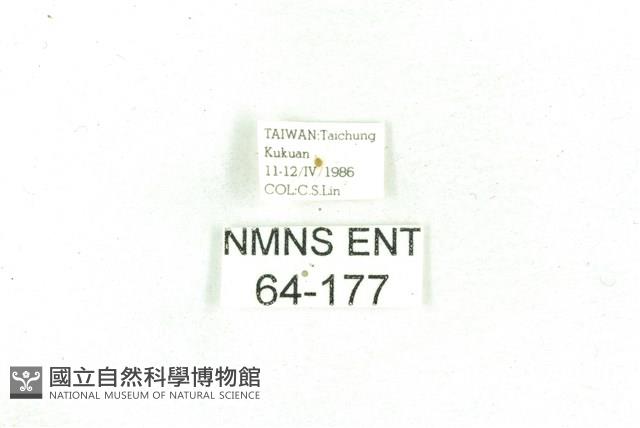 乳白斑燈蛾藏品圖，第3張