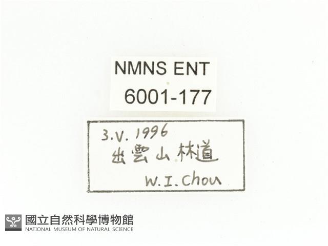 陳氏角金龜藏品圖，第2張