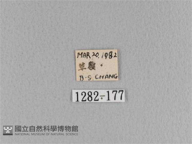 大褐斑枯葉蛾藏品圖，第3張