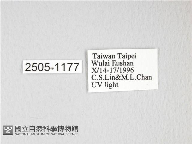 黃豹天蠶蛾藏品圖，第3張