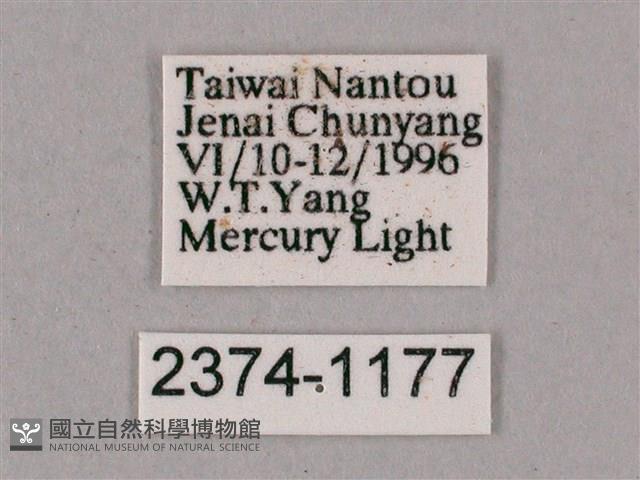 榆綠天蛾藏品圖，第3張