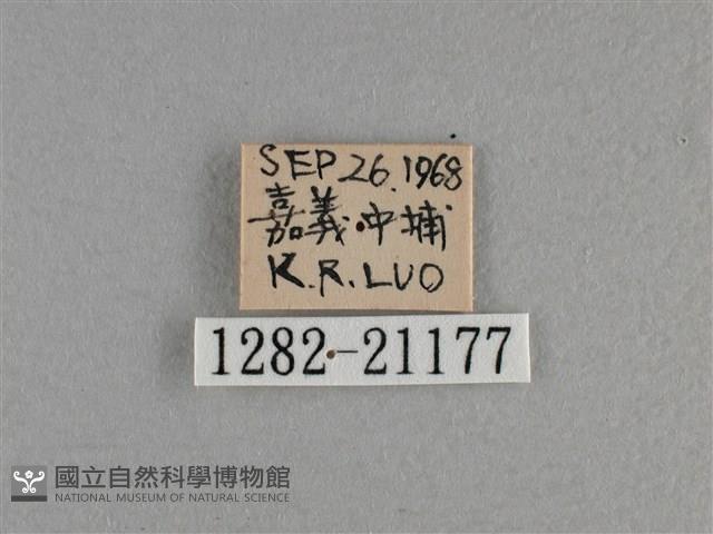 竹橙斑弄蝶藏品圖，第3張