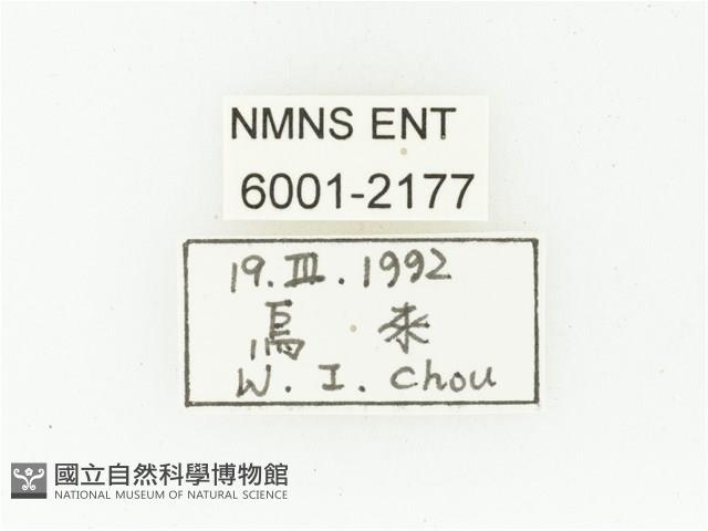 黑斑陷紋金龜藏品圖，第2張