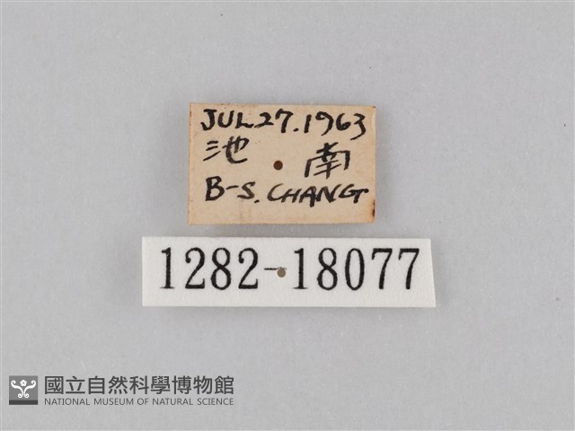 豆環蛺蝶藏品圖，第3張