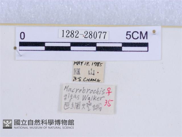 巨網燈蛾藏品圖，第3張