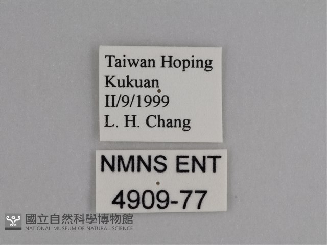 豔粉蝶藏品圖，第3張