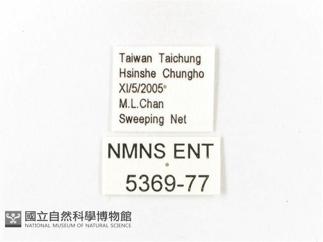 重陽木螢斑蛾藏品圖，第3張