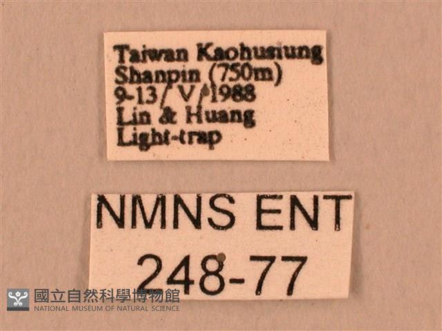 暗綠白腰天蛾藏品圖，第3張