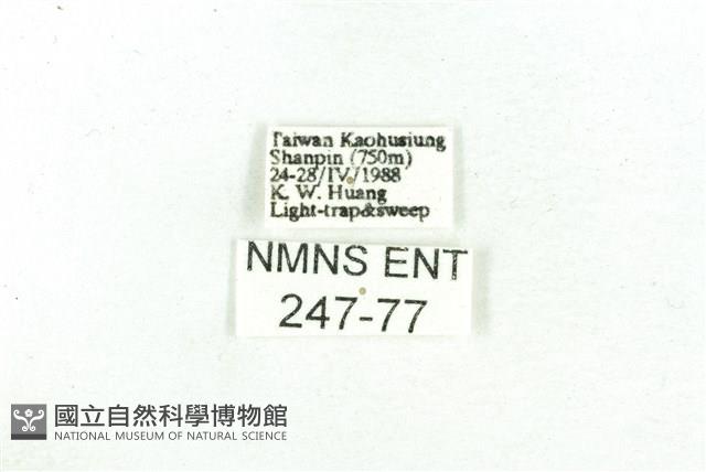 乳白斑燈蛾藏品圖，第3張