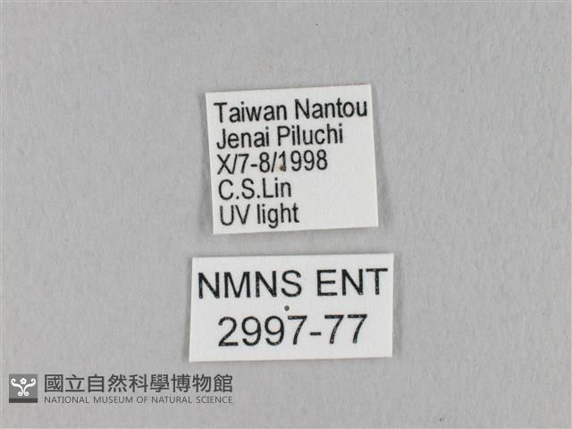 棕斜帶枯葉蛾藏品圖，第3張