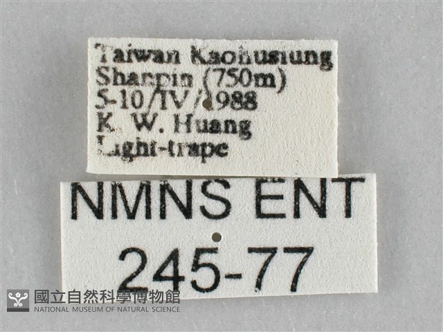 橙擬燈蛾藏品圖，第3張