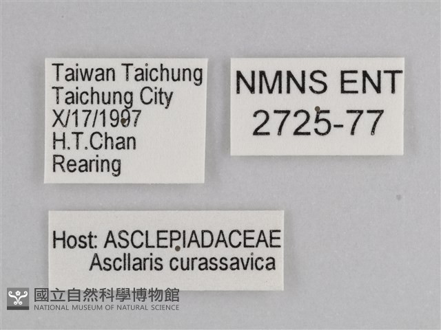 樺斑蝶藏品圖，第3張