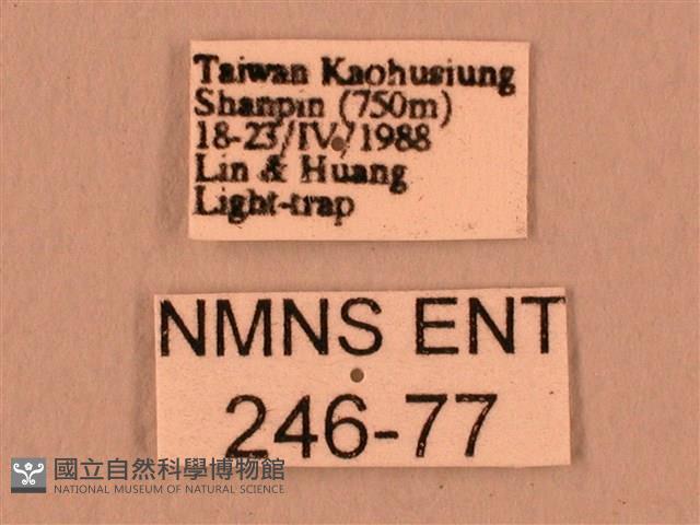 暗綠白腰天蛾藏品圖，第3張