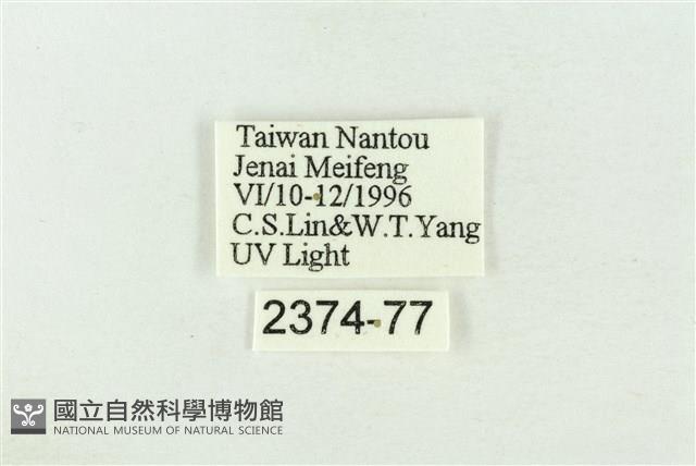 棍棒污燈蛾藏品圖，第3張