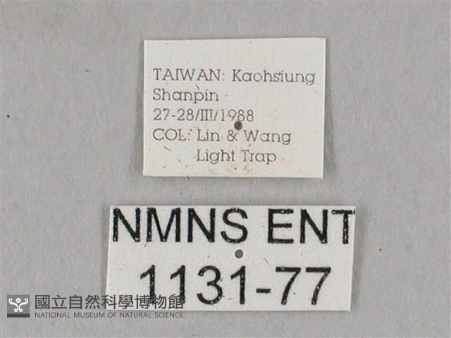 栗六點天蛾藏品圖，第3張