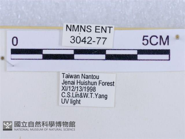 後凸蝶燈蛾藏品圖，第3張