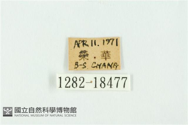 南方洒灰蝶藏品圖，第3張
