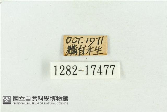 臺灣鐵灰蝶藏品圖，第3張
