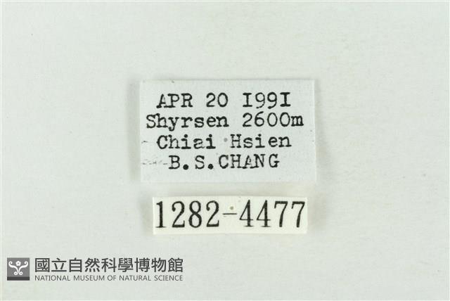 臺灣銀斑異波紋蛾藏品圖，第3張