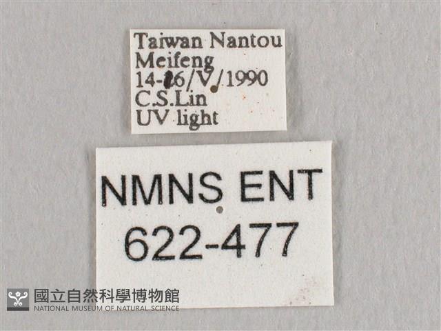 銀端帶鉤蛾藏品圖，第3張