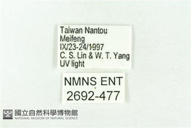 樹形尺蛾藏品圖，第3張