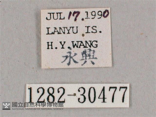 背帶斜紋天蛾藏品圖，第3張