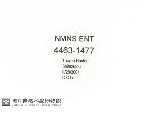 毛翅騷金龜藏品圖，第2張