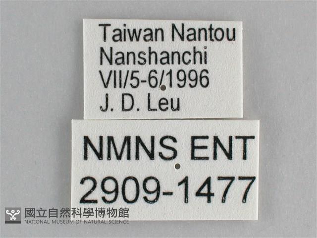 鋸粉蝶藏品圖，第3張